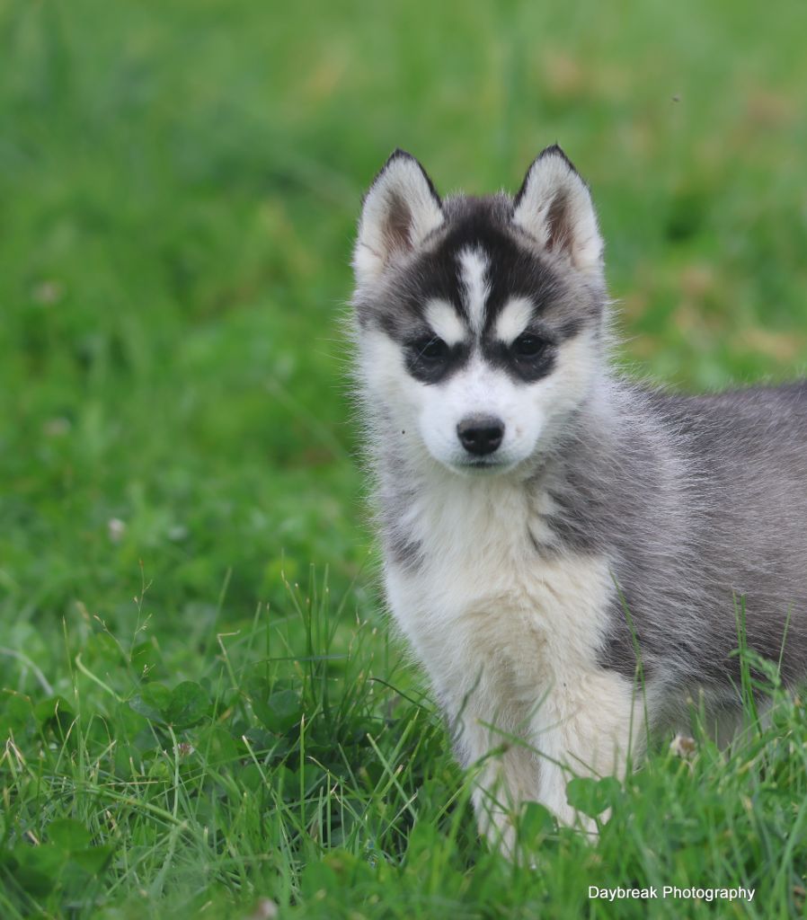 de Daybreak Northern - Chiots disponibles - Siberian Husky