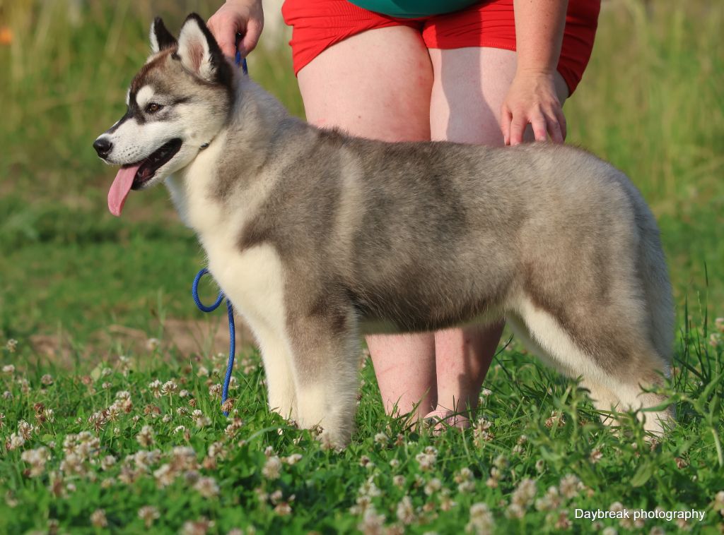 de Daybreak Northern - Chiots disponibles - Siberian Husky