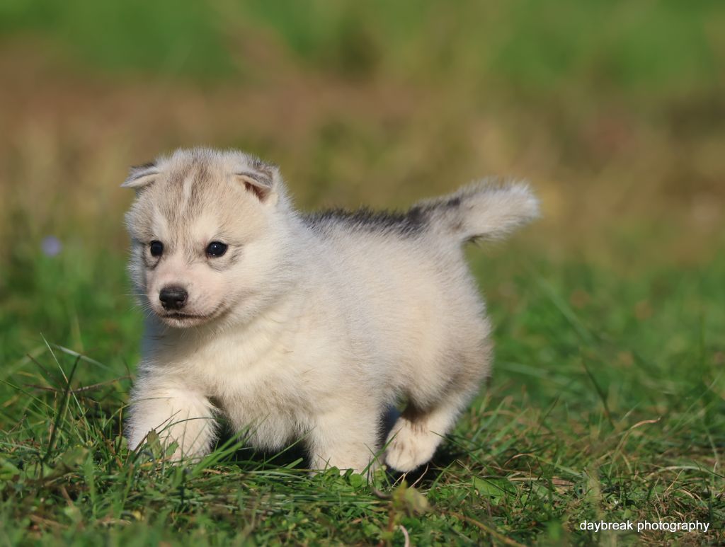 de Daybreak Northern - Chiots disponibles - Siberian Husky