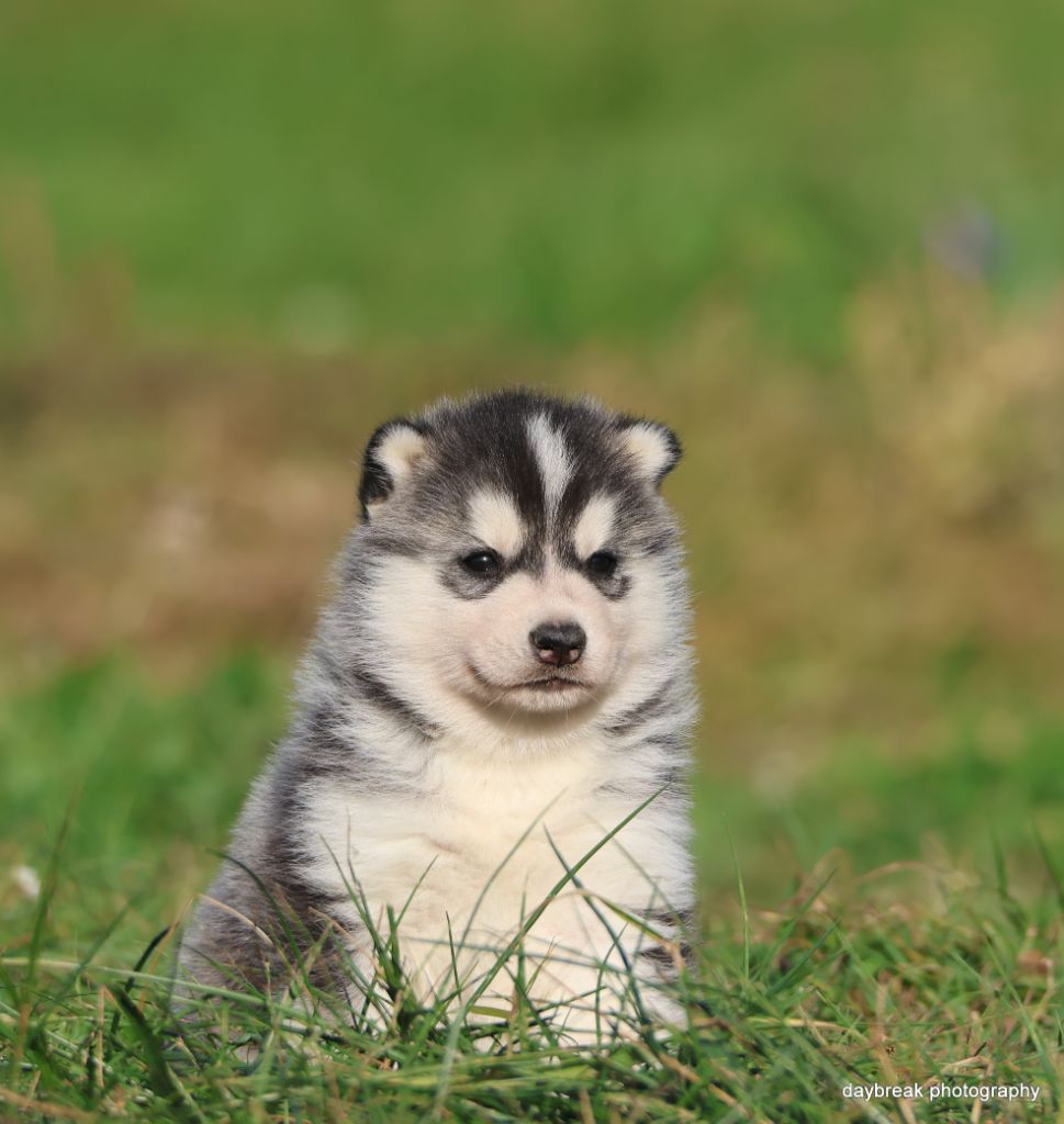 de Daybreak Northern - Chiots disponibles - Siberian Husky