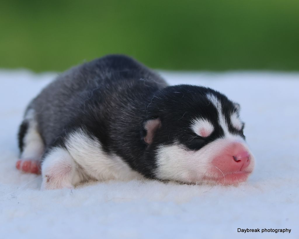 de Daybreak Northern - Chiots disponibles - Siberian Husky