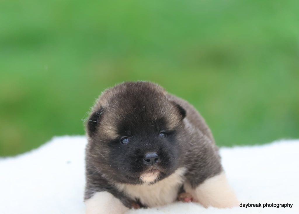 Chiot Akita americain de Daybreak Northern