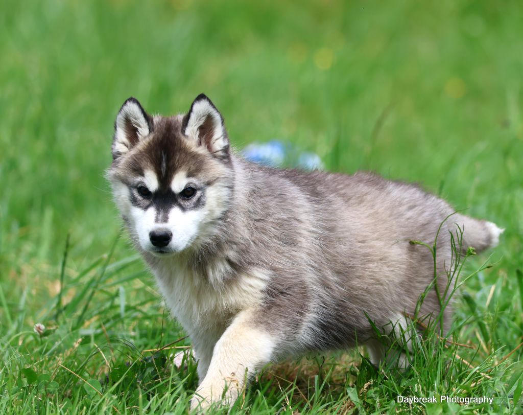 de Daybreak Northern - Chiots disponibles - Siberian Husky