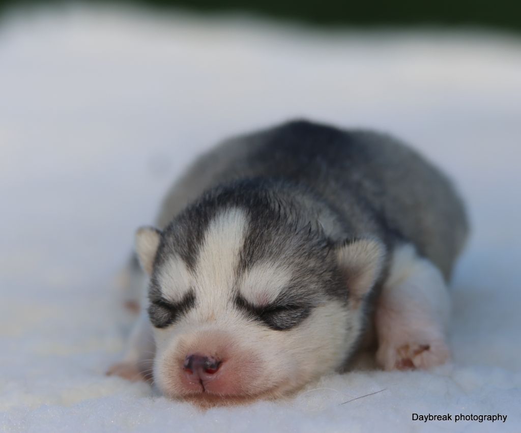 de Daybreak Northern - Chiots disponibles - Siberian Husky