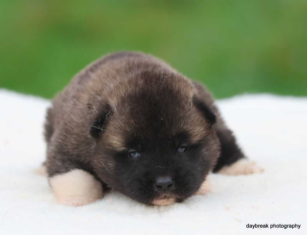 de Daybreak Northern - Chiots disponibles - Akita americain