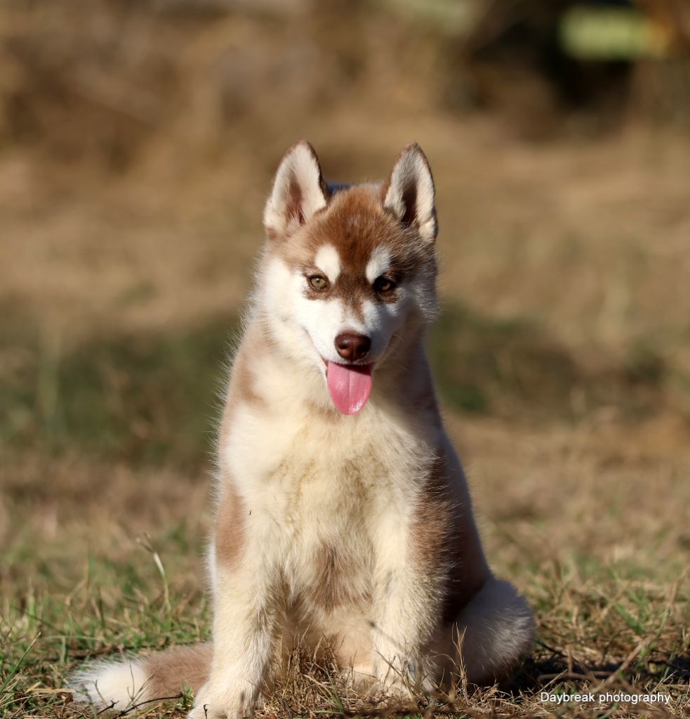 de Daybreak Northern - Chiots disponibles - Siberian Husky