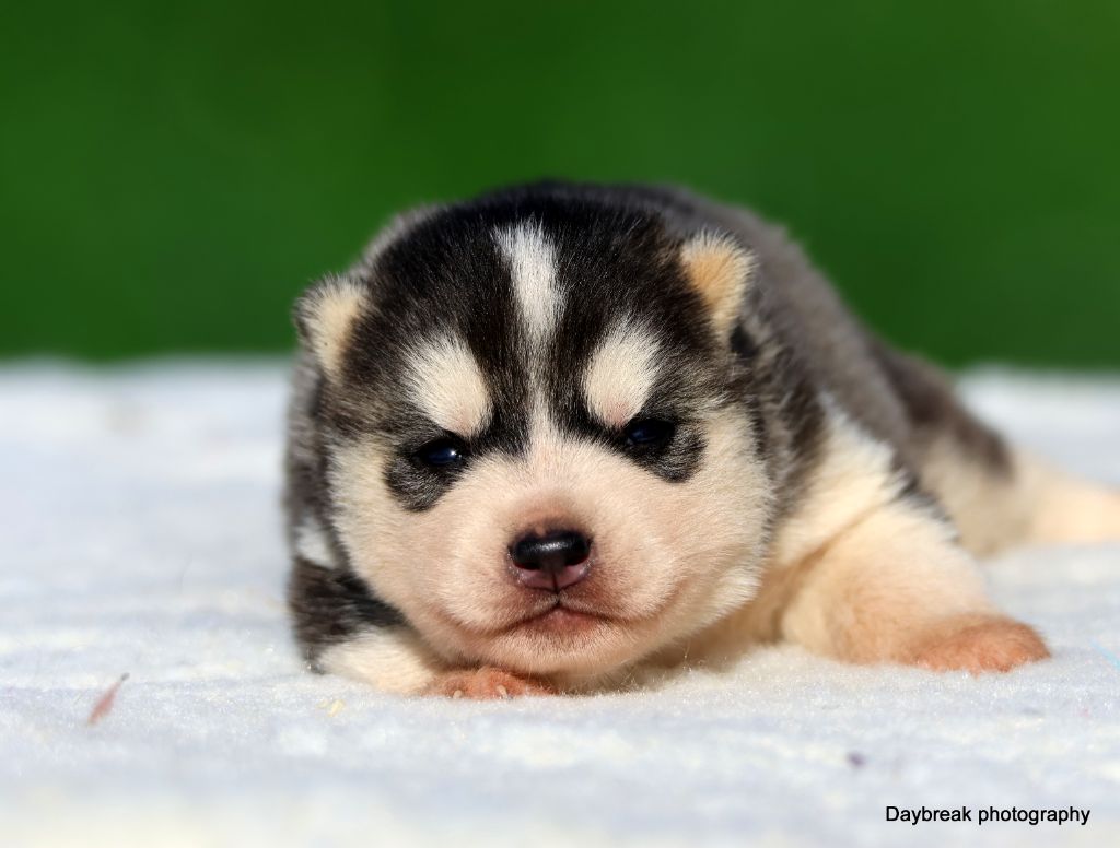 de Daybreak Northern - Chiots disponibles - Siberian Husky