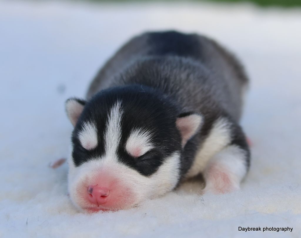 de Daybreak Northern - Chiots disponibles - Siberian Husky