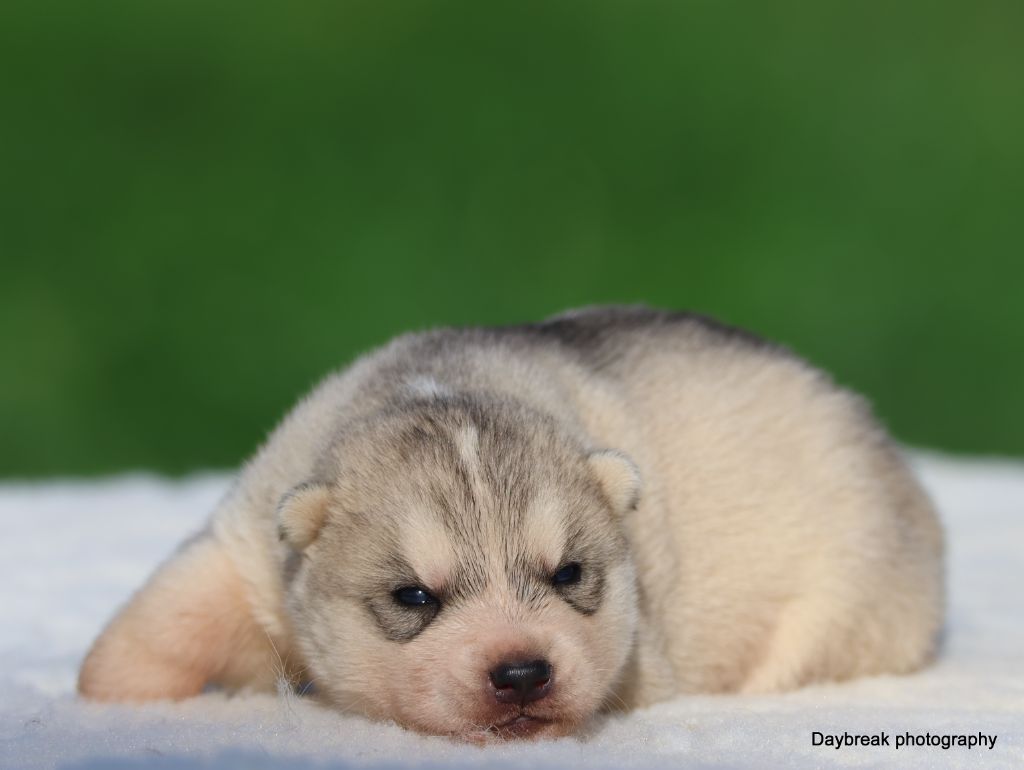 de Daybreak Northern - Chiots disponibles - Siberian Husky