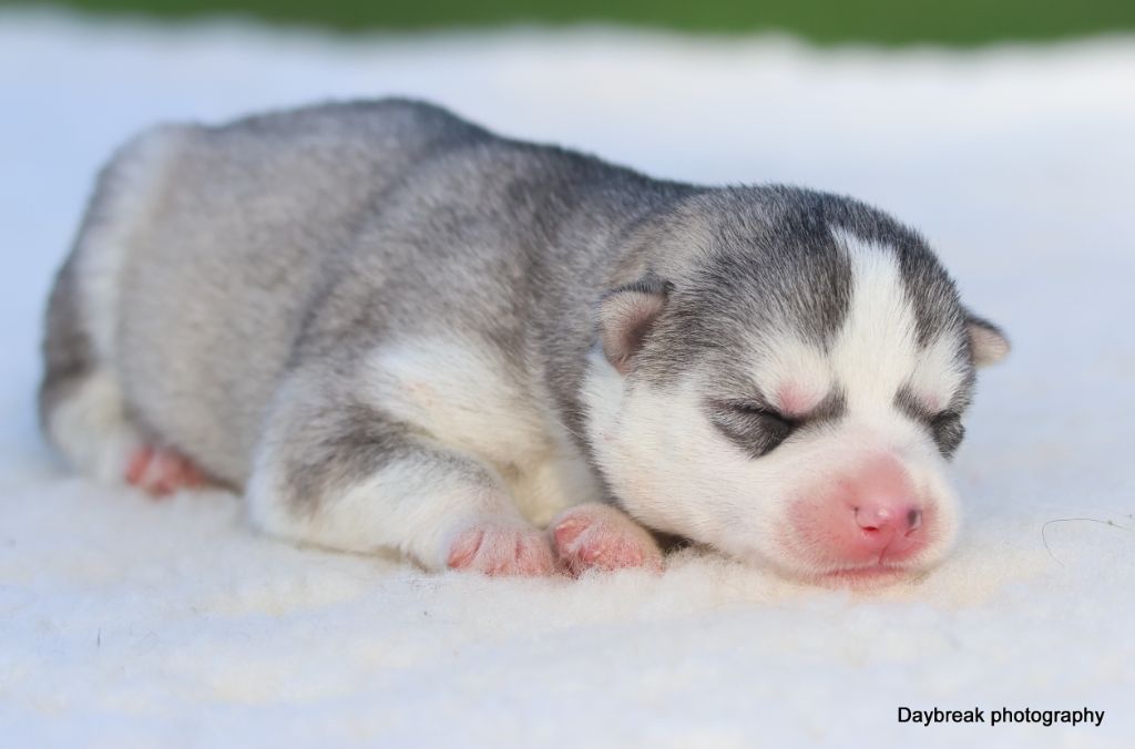 de Daybreak Northern - Chiots disponibles - Siberian Husky