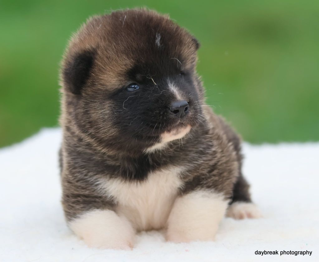 de Daybreak Northern - Chiots disponibles - Akita americain