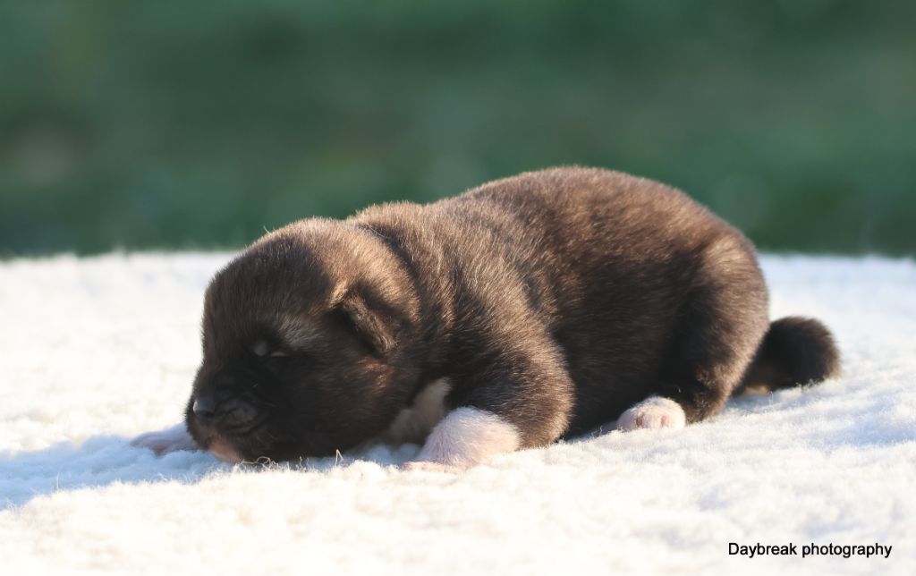 de Daybreak Northern - Chiots disponibles - Akita americain