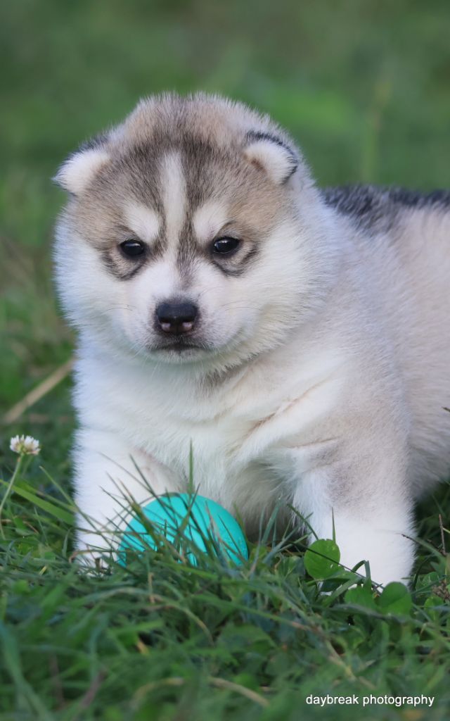 de Daybreak Northern - Chiots disponibles - Siberian Husky